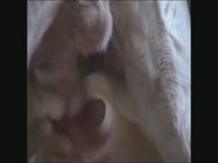 Kinky babe plays with dog dick and have sex